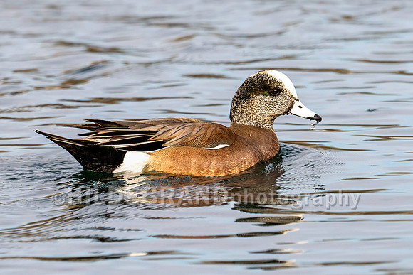 American Wigeon