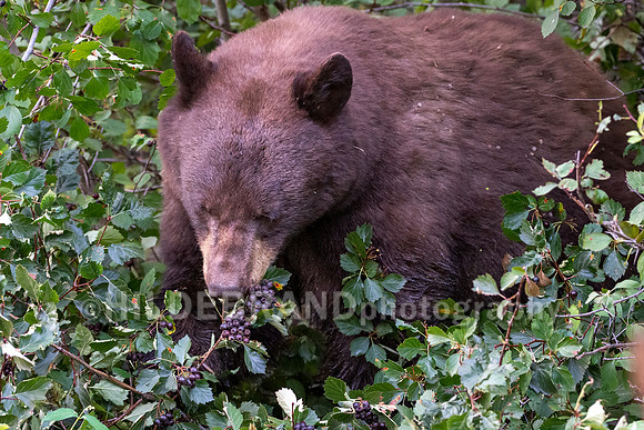 Black Bear