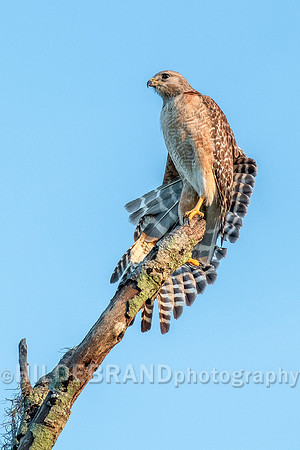 Red-shouldered hawk