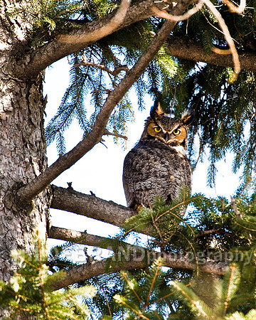 Great Horned Owl