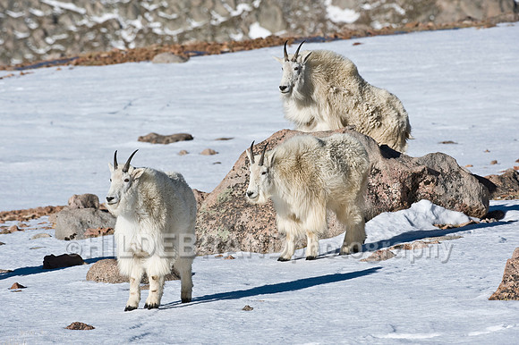 Mountain Goat