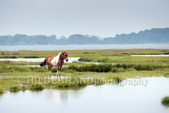 Chincoteague Pony
