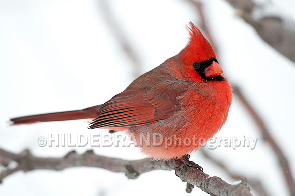 Northern Cardinal