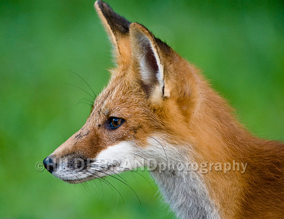 Neighborhood Red Fox
