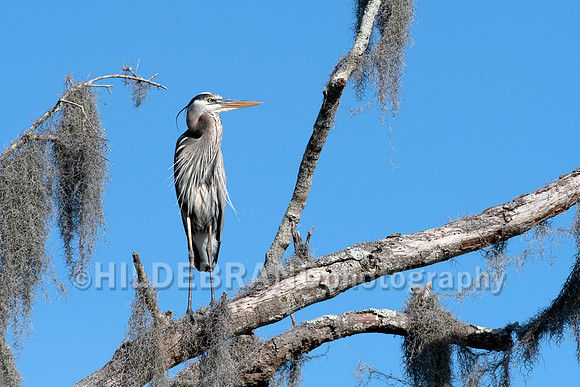 Great Blue Heron