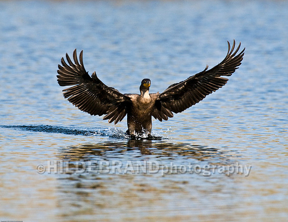 Double-Crested Cormorant Landing