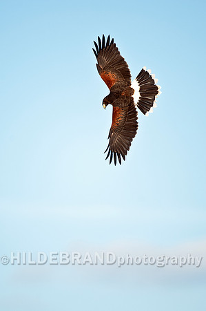 Wing Over
