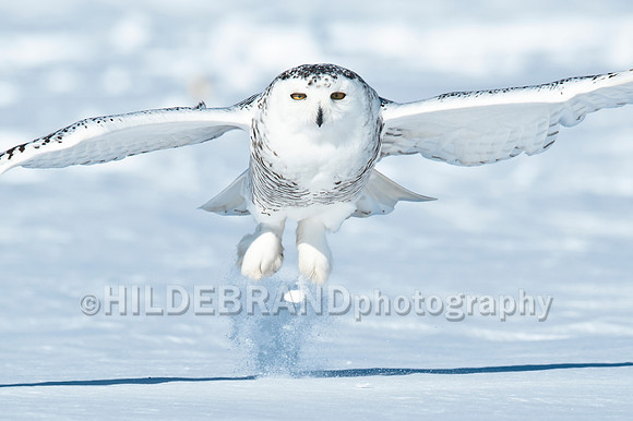Snowy Owl