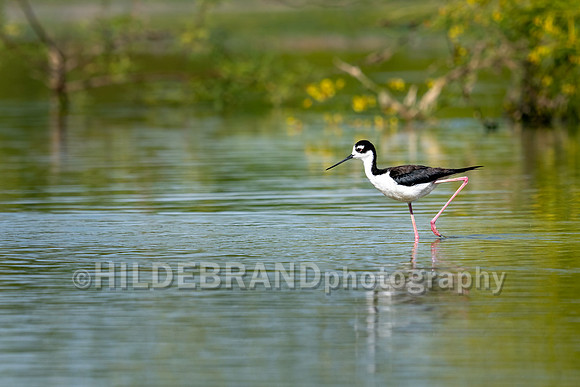 Black-necked Stilt