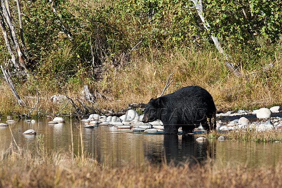Bear Crossing