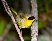 Common Yellowthroat