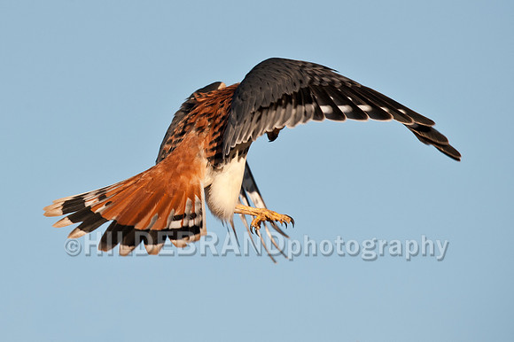 Hovering Kestrel