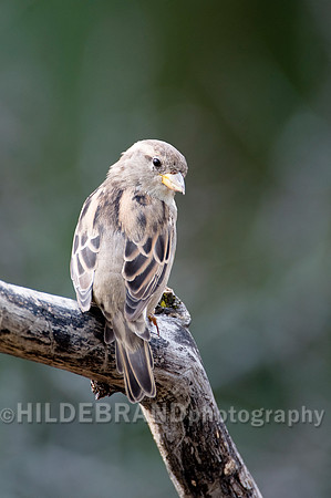 House Sparrow