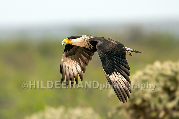 Crested Caracara