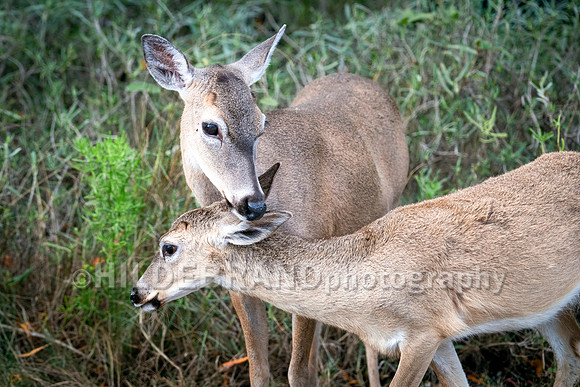 Key Deer