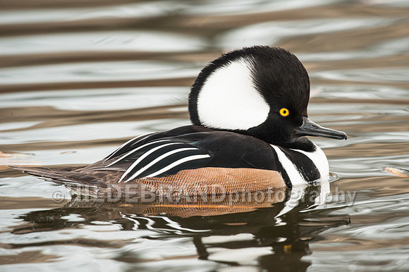 Hooded Merganser