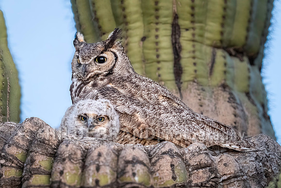 Great Horned Owl