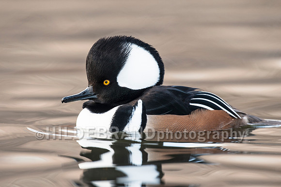 Hooded Merganser