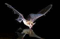 Bats in Flight