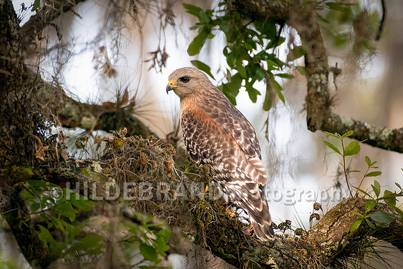 Red-shouldered hawk
