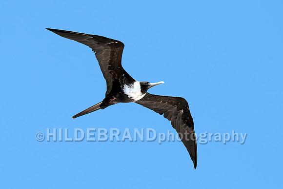 Magnificent Frigatebird