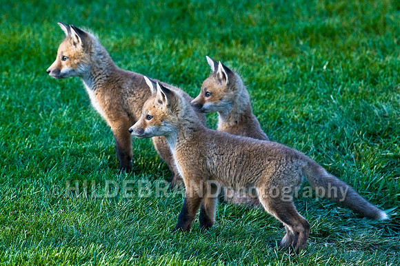 Fox Kits