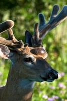 Non-typical Whitetail Deer