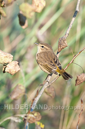 Palm Warbler