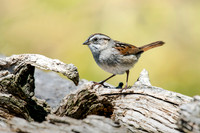 Swamp Sparrow