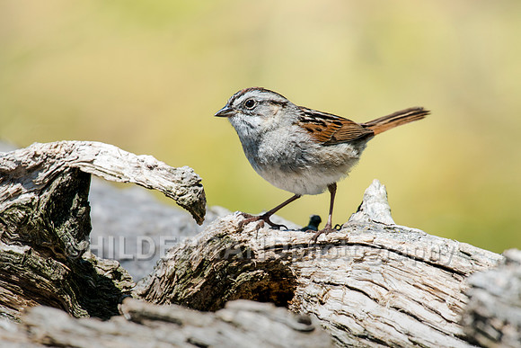 Swamp Sparrow