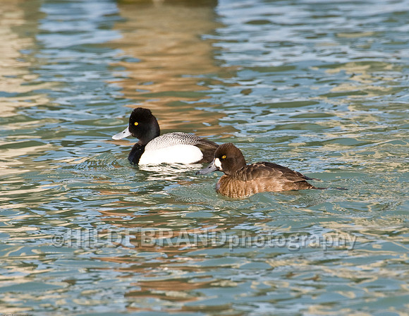 Lesser Scaup - Breeding Pair