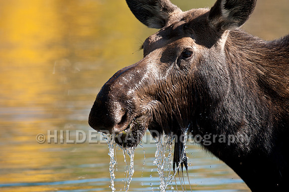 Cow Moose