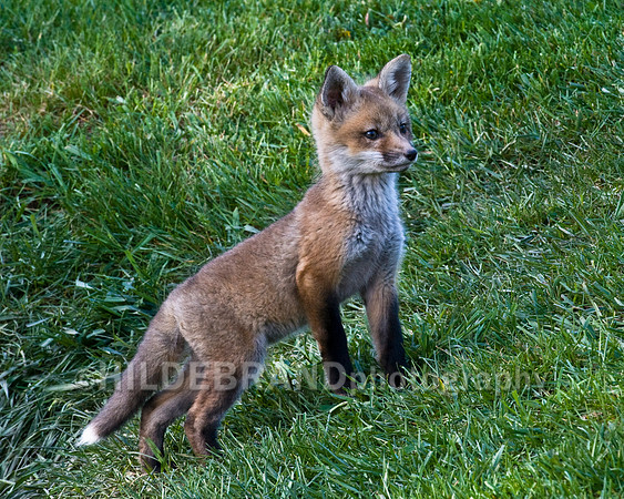 Fox Kits