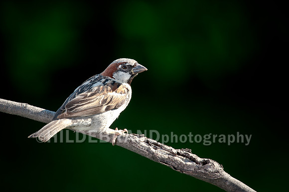 House Sparrow