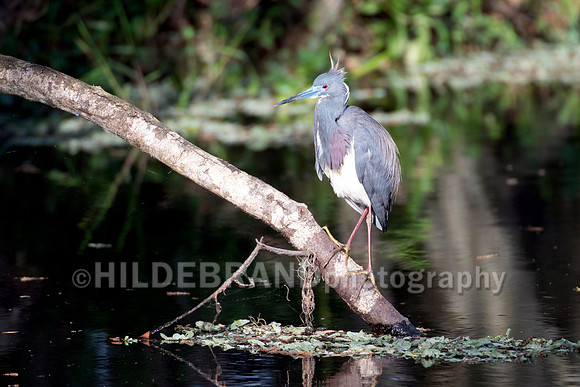 Tricolored Heron