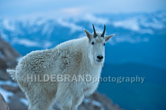 Mountain Goat