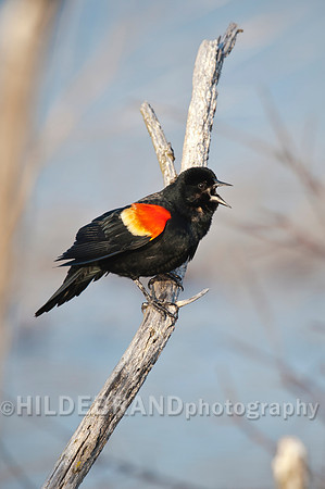 Red-Winged Blackbird