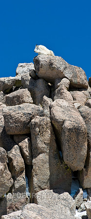 Mountain Goat