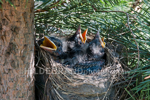 Robin Babies