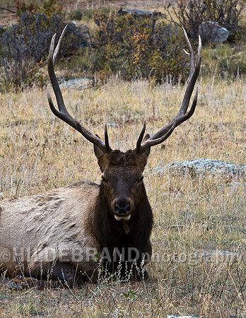 Bull Elk