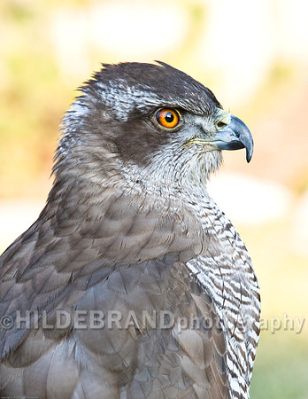 Shelby - My European Gos Hawk
