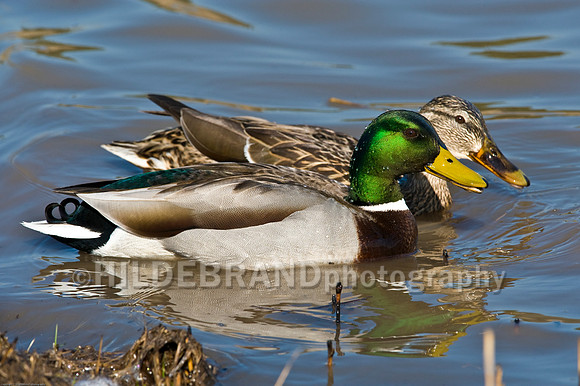 Mallard Duck - Pair