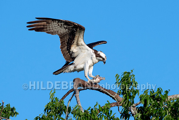 Osprey
