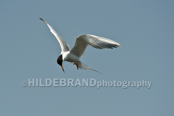Common Tern