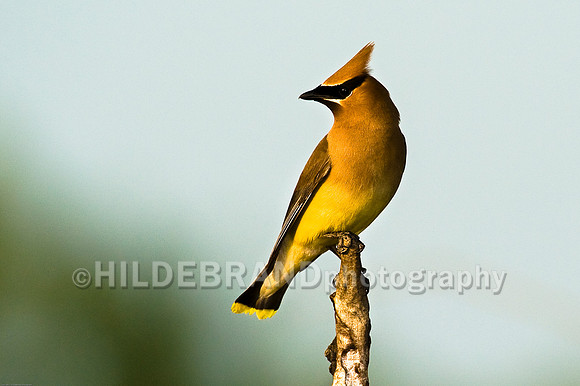 Cedar Waxwing