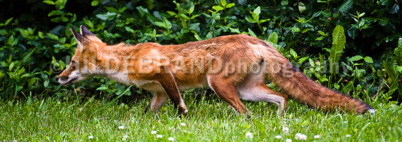 Neighborhood Red Fox