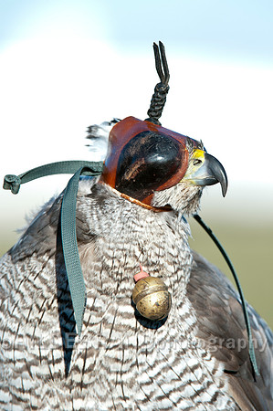 Hooded Goshawk