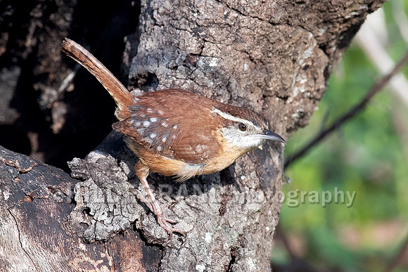 Carolina Wren