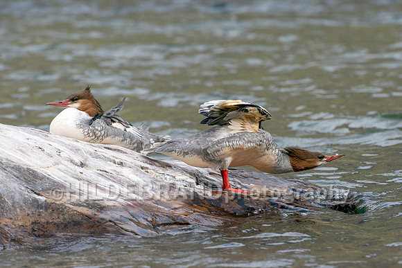 Common Merganser