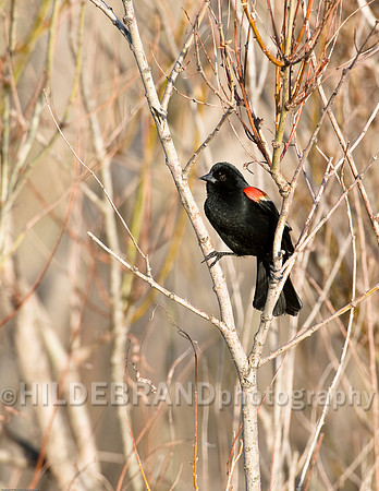 Red-Winged Blackbird